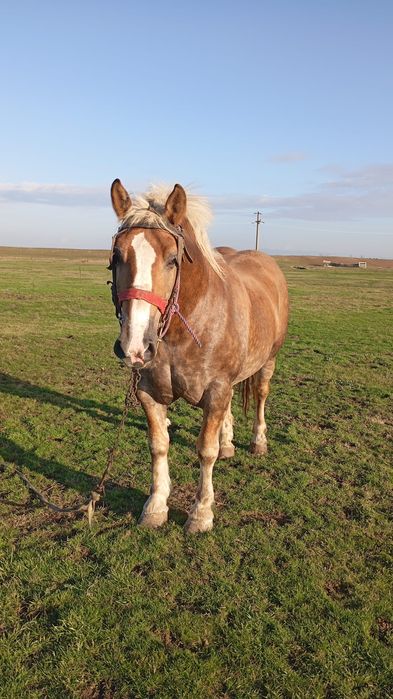 Cai frumoși  de vânzare