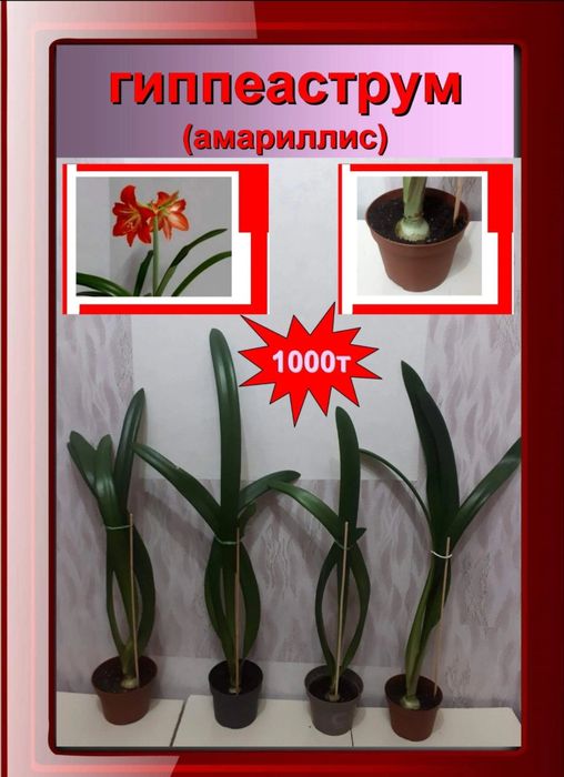 Комнатные цветы гиппеаструм (амариллис)