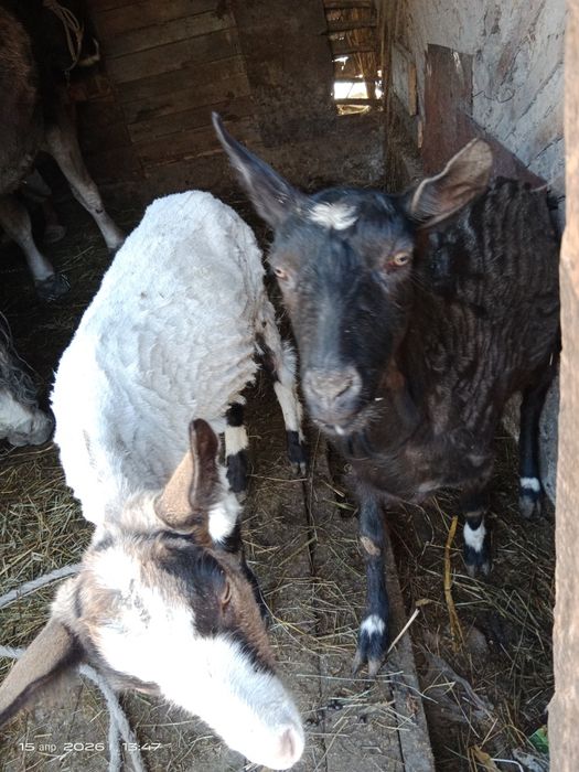 Продам коз дойных