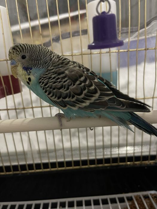 Продам умный папугай