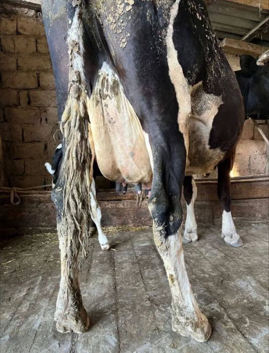 Продам стельную коровку,‘’