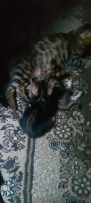 Бенгальские котята