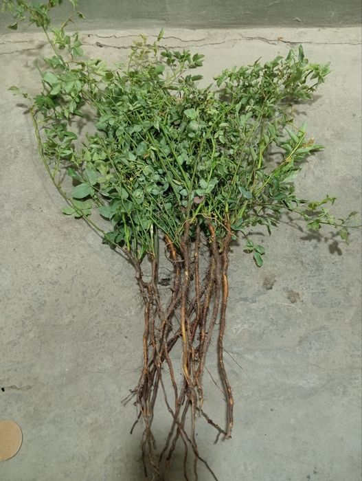 Наматак кучати1 йиллик