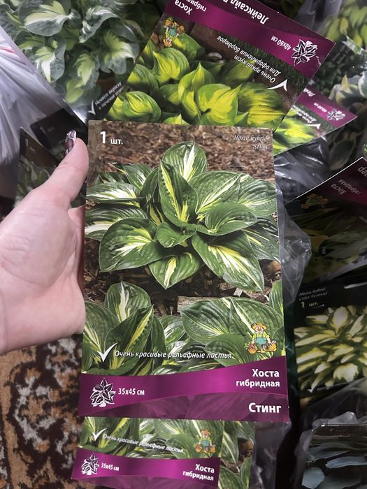 Продам хосты (корни)