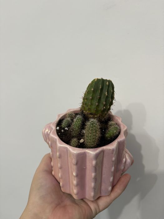 Кактус в керамическом горшке