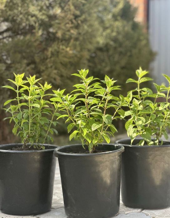 Саженцы---цветы.