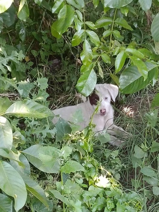 Щенята в хорошие руки