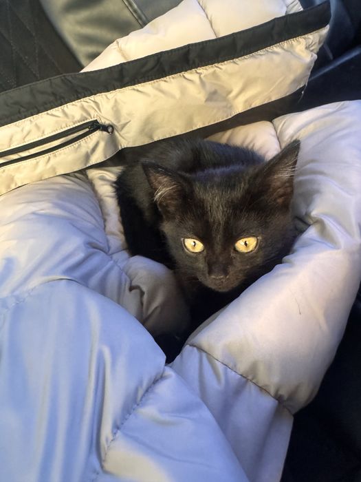 Отдам котенка даром малыш чистенький