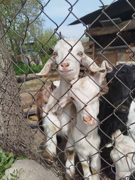 Козлята и козочки