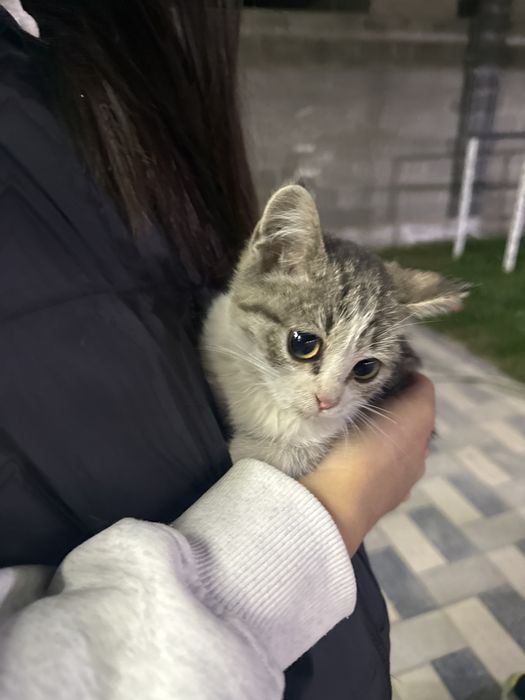 Отдам котенка в добрые руки