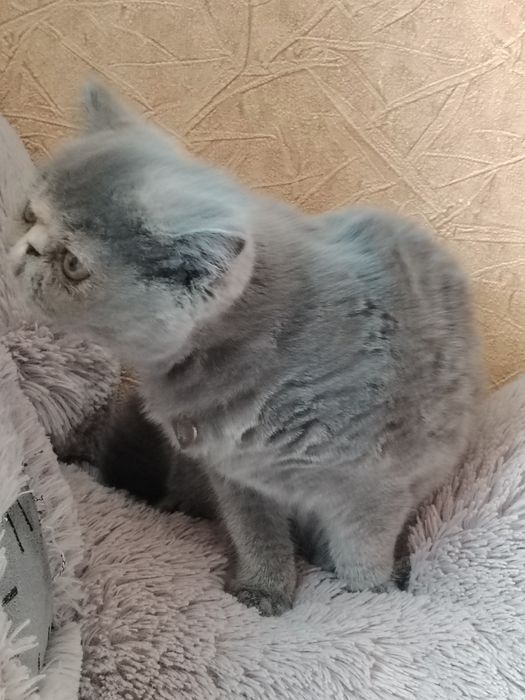 Прадаю Сваю Кошка