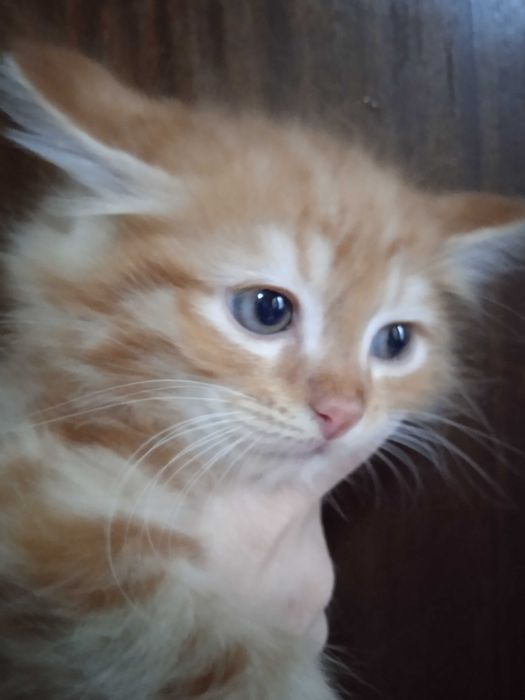 Рыжие пушистики турецкая ангорка, 2 месяца, мальчики.