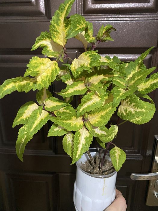 Колеусы сортовые вегетативные