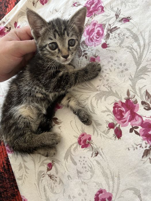 Mushuk bolasi 1yarm oyli