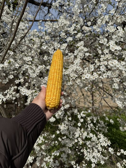Кукуруза замороженая