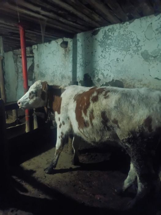 Продам телку породистую.                                     .