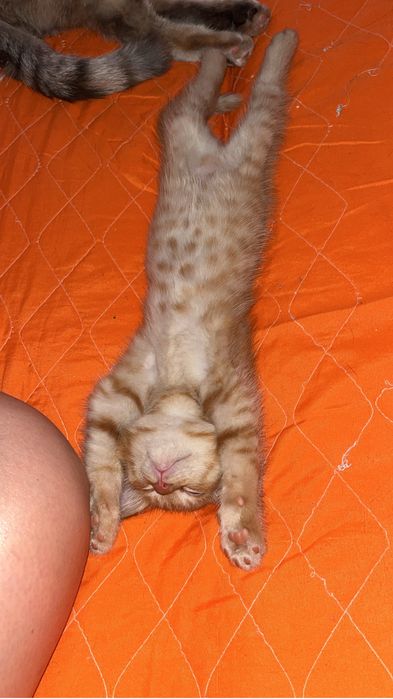 Котик мальчик добрейшим