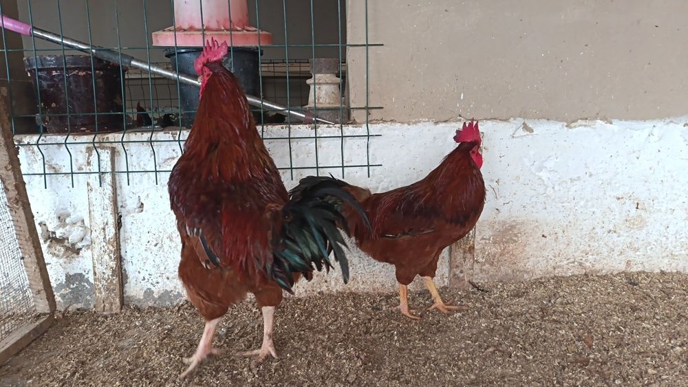 Хан хяп ху́розлари сотилади...