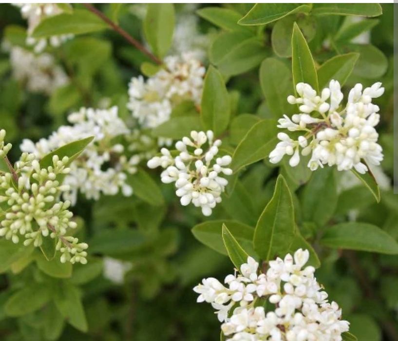 Ligustrum gard viu