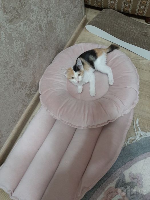 Отдам кошечку даром в хорошие руки