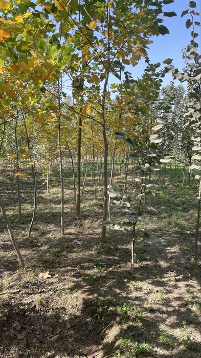 Lola lipa kashtan beryoza