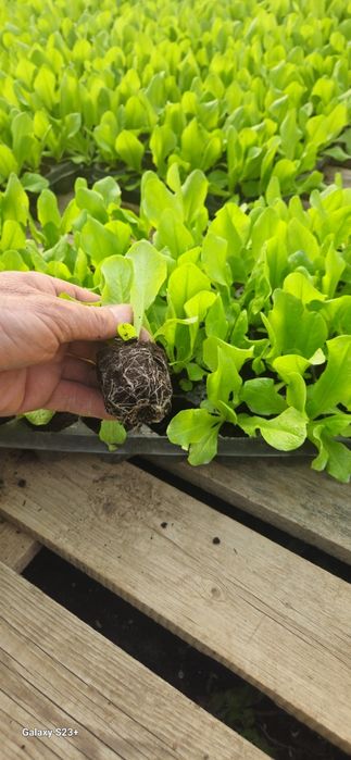 Vând răsad de Salată SHNGORE