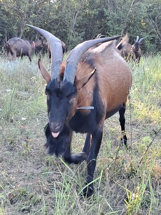 Schimb sau vand țap alpin francez