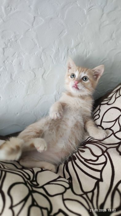 Очаровательная лапотулька-Мишель  В самые любящие ручки!