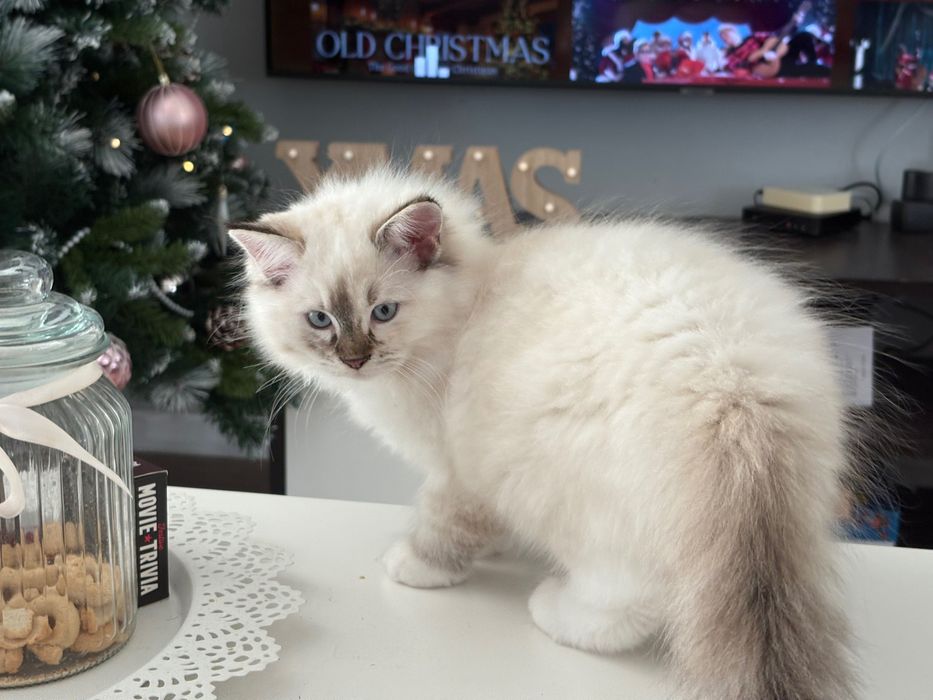 Котенца Рагдол-Ragdoll kittens