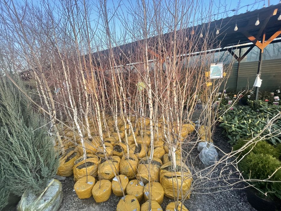 Ива Клен тополь вязь береза