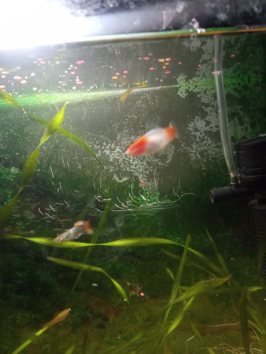 Срочно продам аквариум в полном комплекте