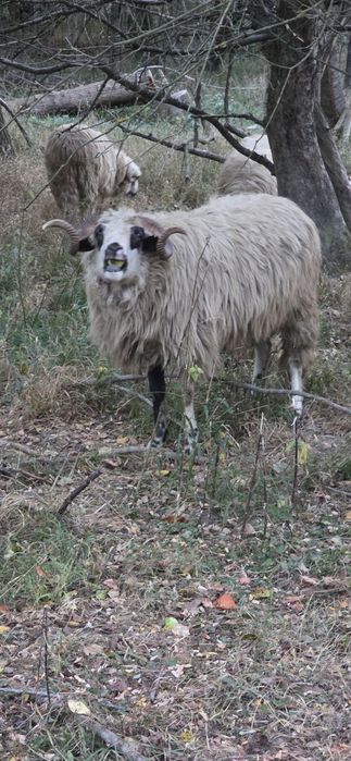Vand berbec varsta 1 an jumate