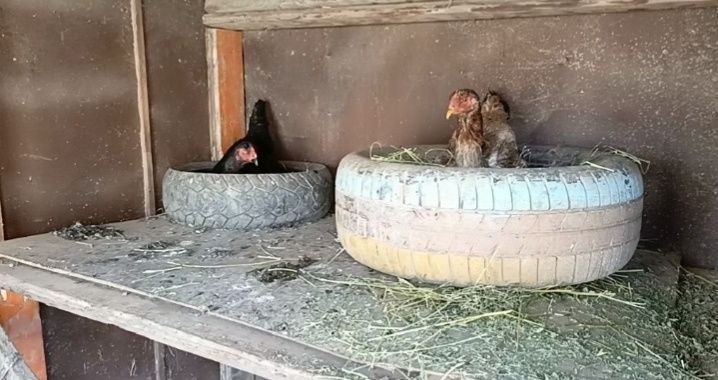 Дакан.  сатылады
