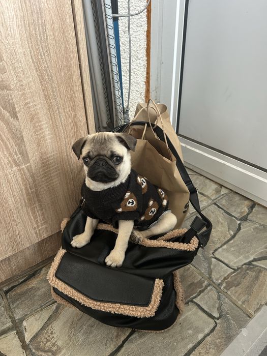 Продавам кученце порода Мопс