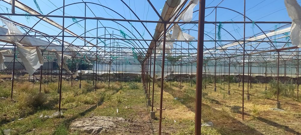 Иссикхона парник сотилади