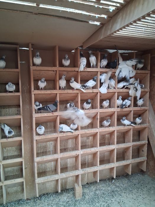 Porumbei zburator de budapesta