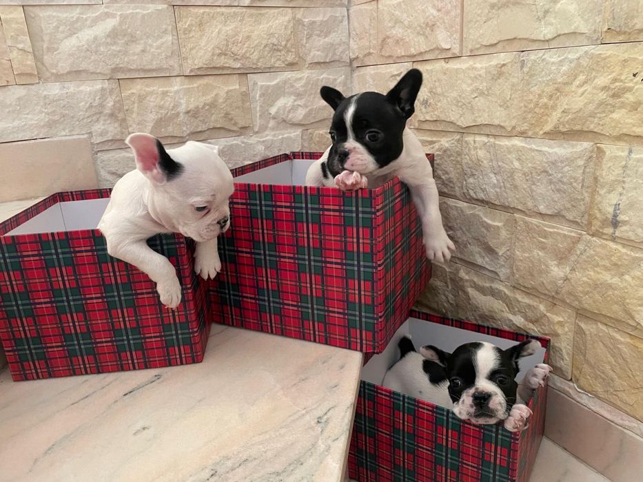 Vand pui Bulldog Francez