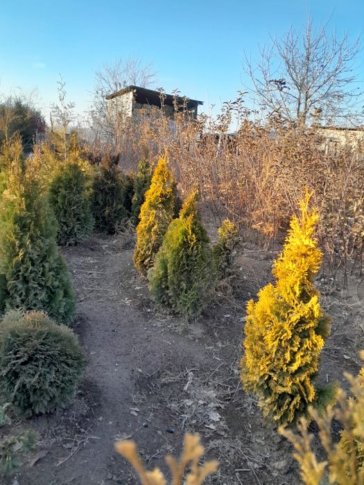 Продам туи перамидки