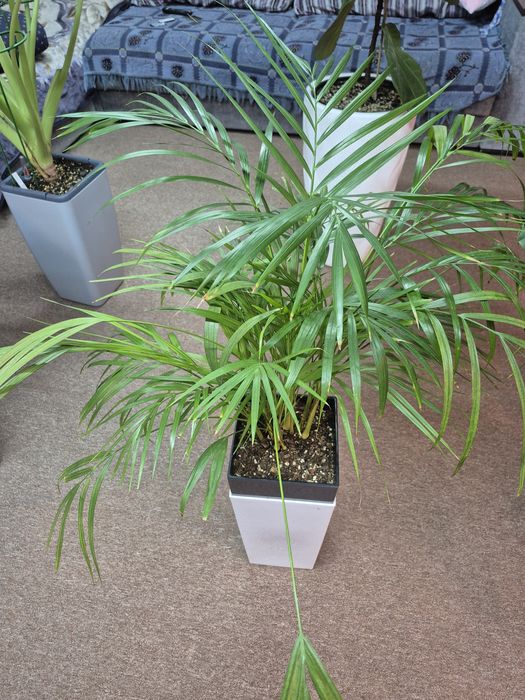 Продам цветы комнатные