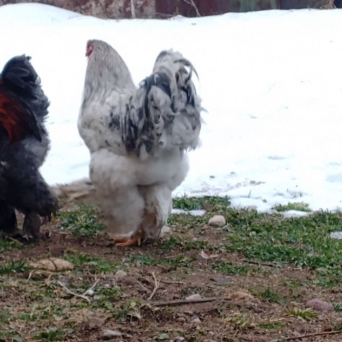 Обменяю куры брама