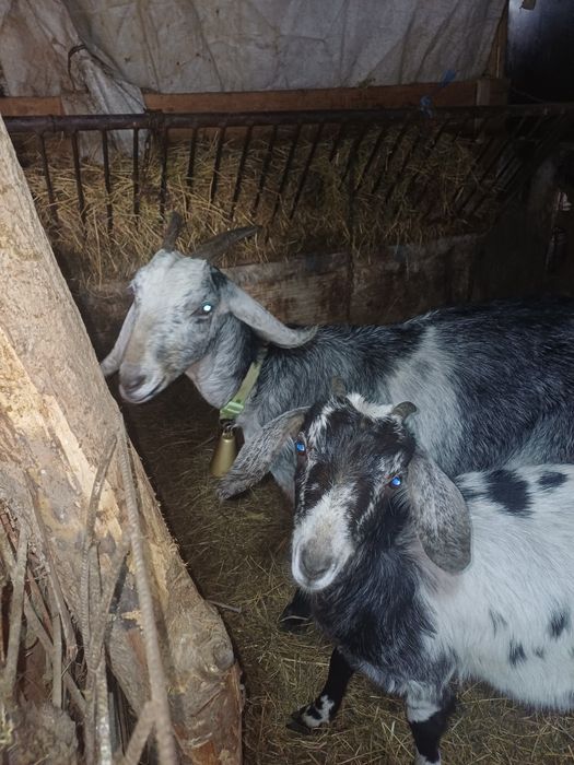 Vând  două angronubiene capre tinere gestante
