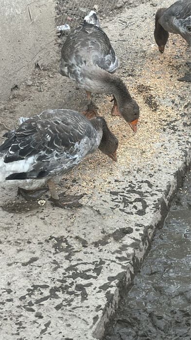 Продам срочно гусей