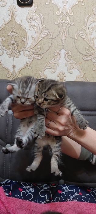 Готовятся к продаже котята