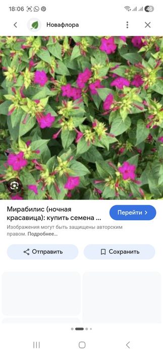 Мирабилис Ночная красавица Рассада
