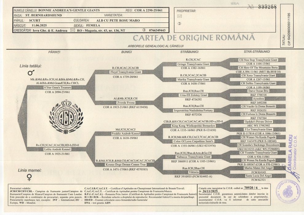 Femela de Saint Bernard cu Pedigree