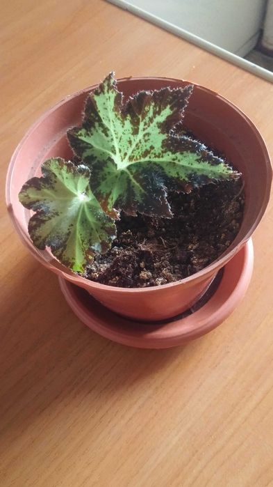 Бегония комнатная разная