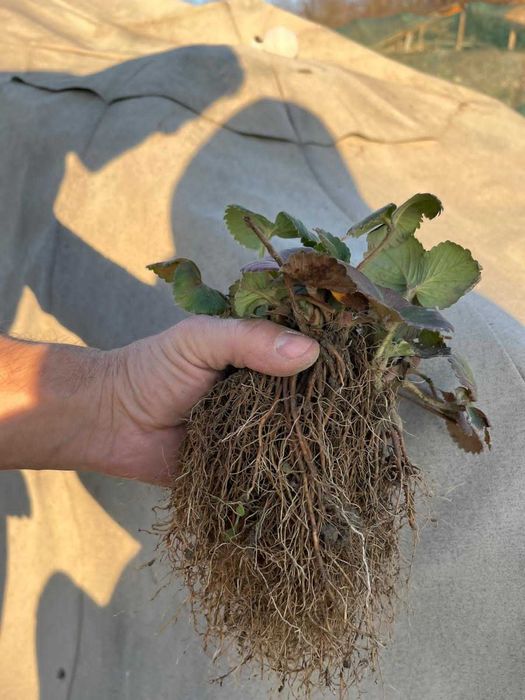 Stoloni căpșuni remontante