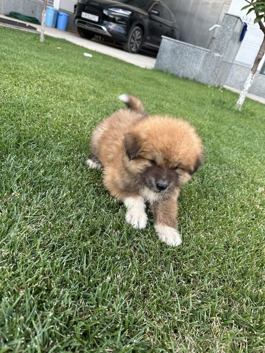 Готовы к продаже клубные щенки Акита-ину!!! 3 мальчика