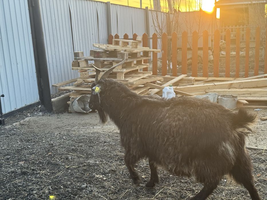 Лакты Ешки сатылады егиз