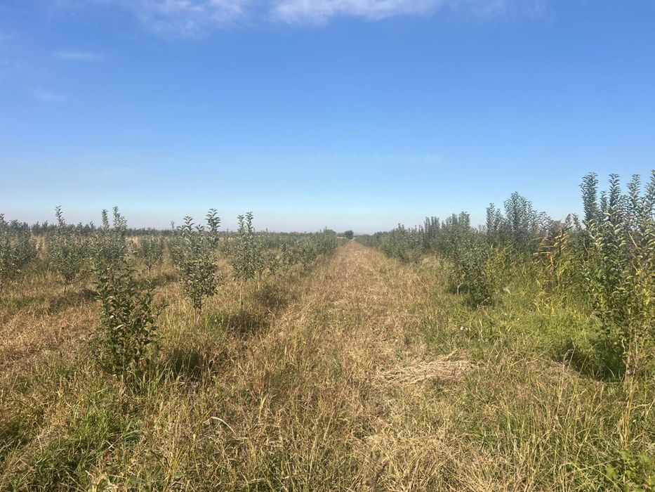 Продам сад с. Турген